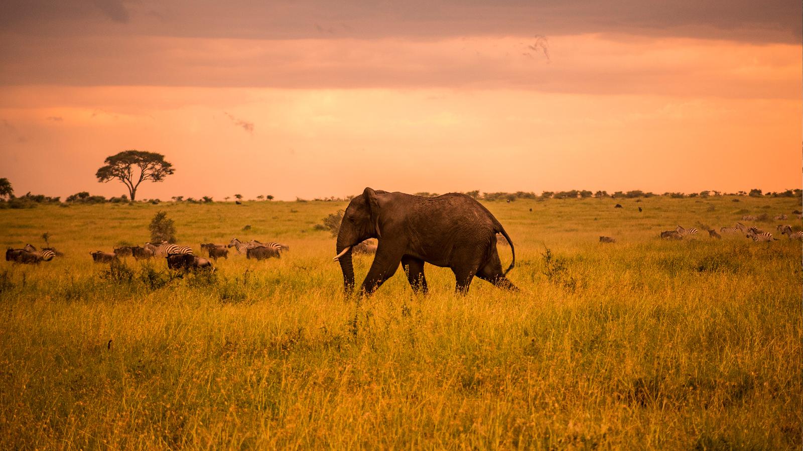 3-Days-Serengeti-Budget-Safari