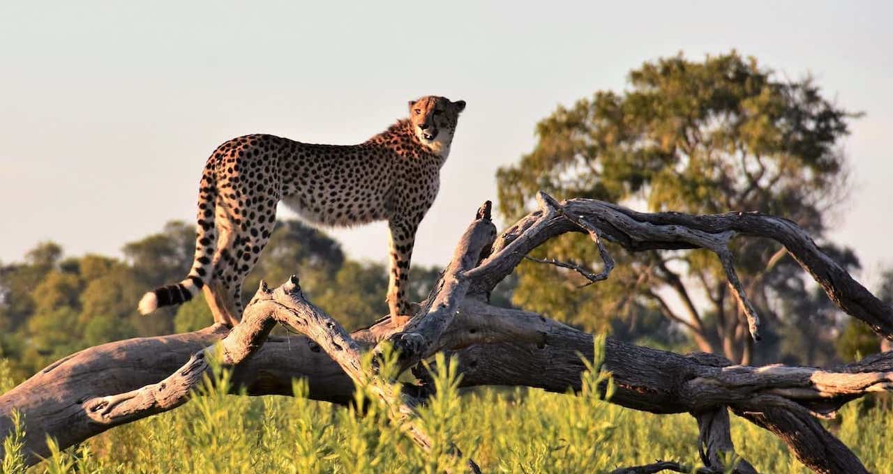 Ntaba-Luxury-African-Safari-tours-2